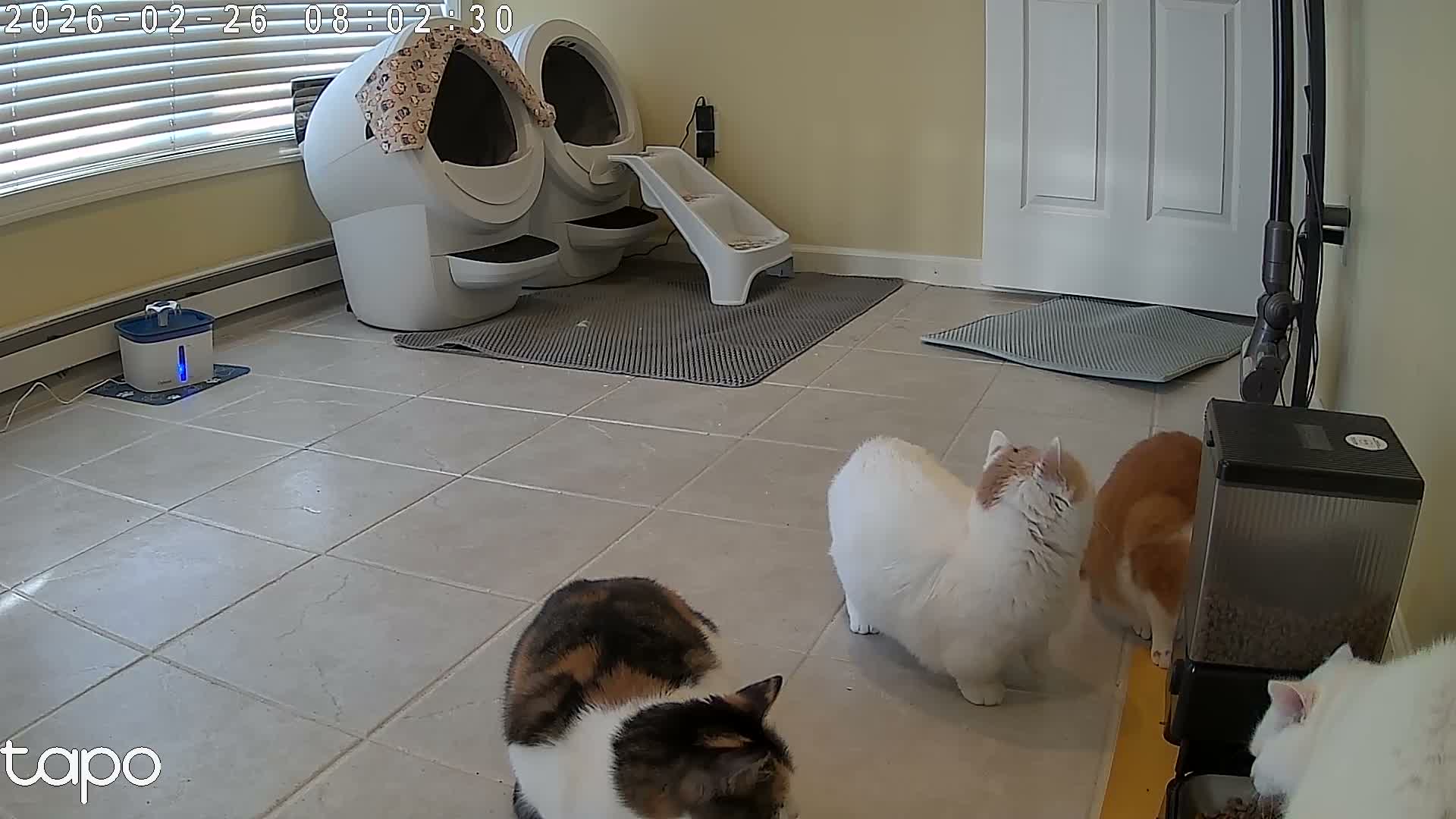 Pet room camera snapshot